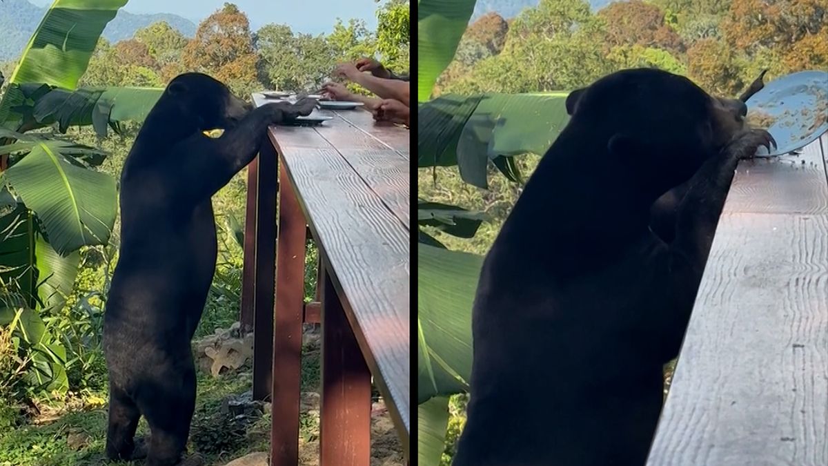 Divoký medvěd se toho nebál. Oběd snědl turistům v Thajsku rovnou z talíře